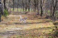Waldweg zum wandern