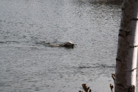 Schwimmen mit dem Hund